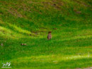 Lark – Skowronek